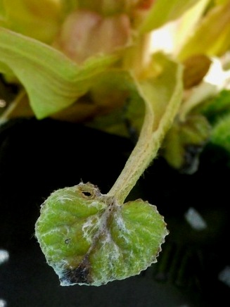 Petasites hybridus